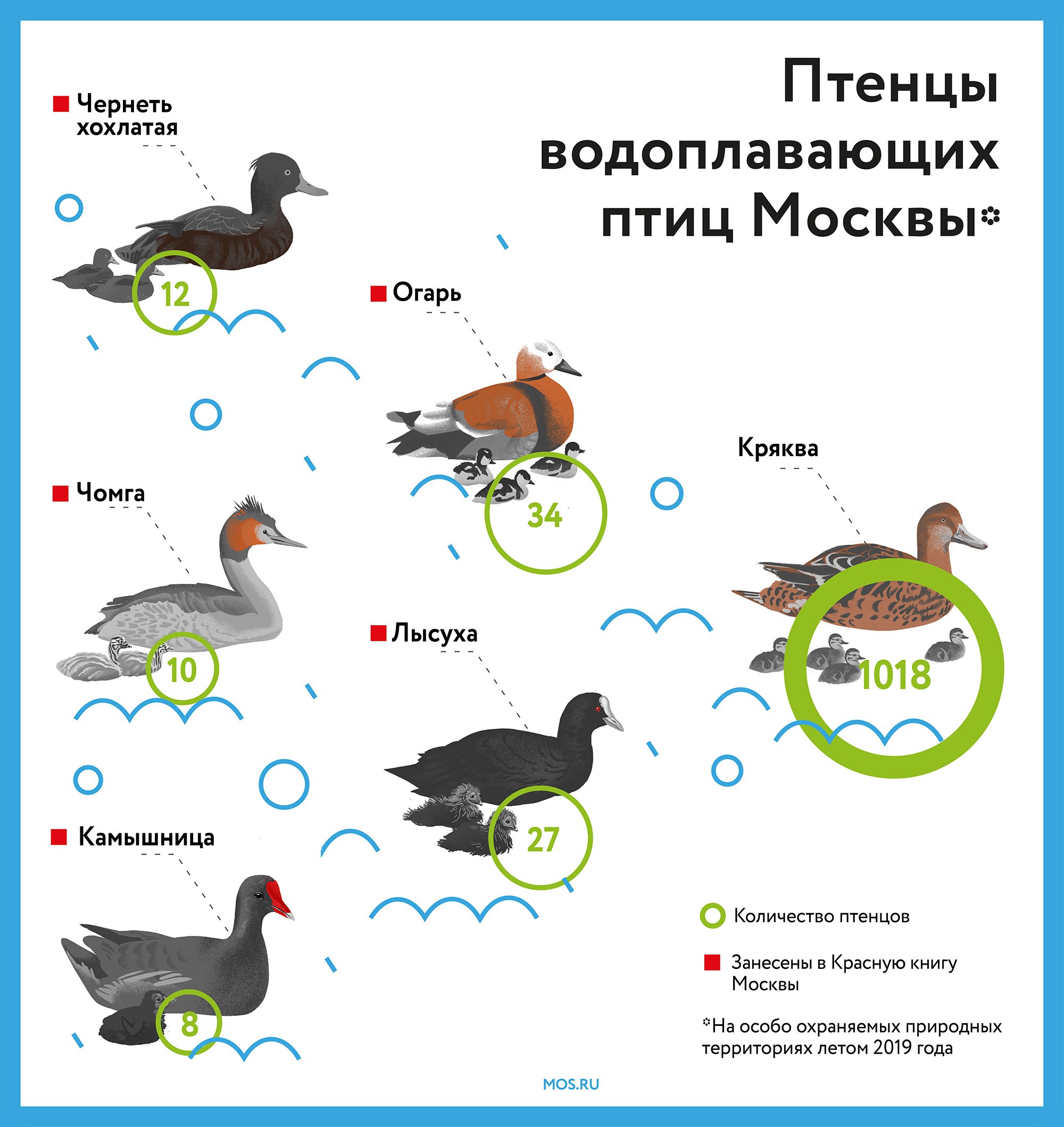 Осень в «Моем районе»: парки Москвы приглашают понаблюдать за птицами -  МОСКВА Новости