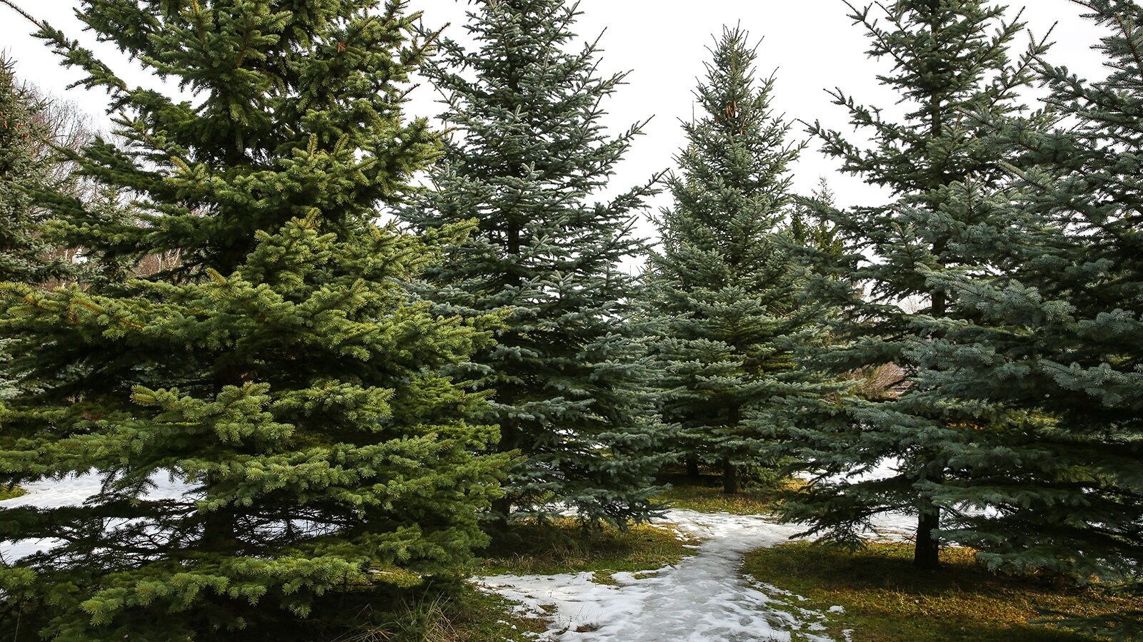 Пихта уральская фото